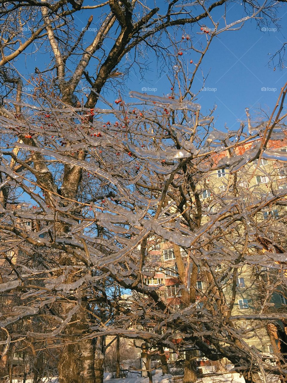 Frozen tree