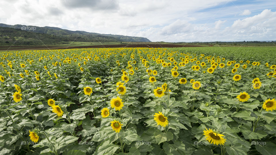 endless sunflowers