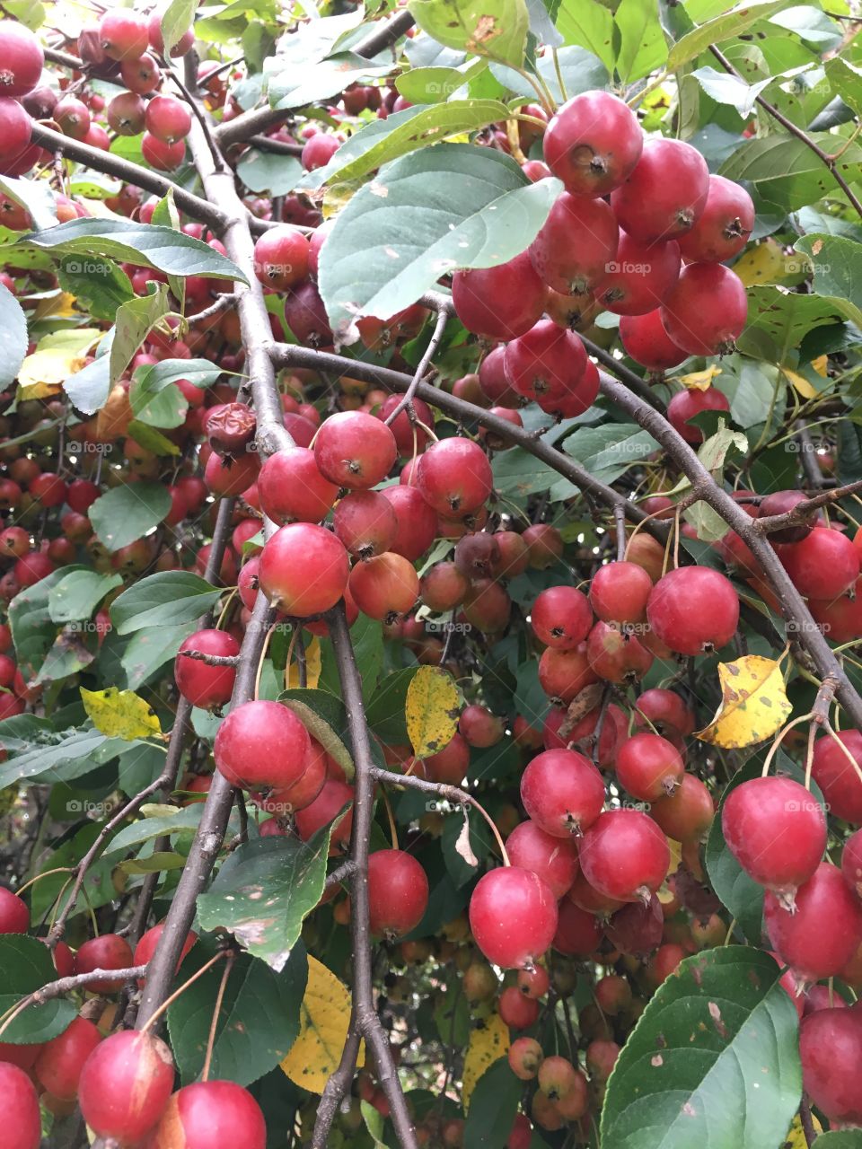 Crab apple tree