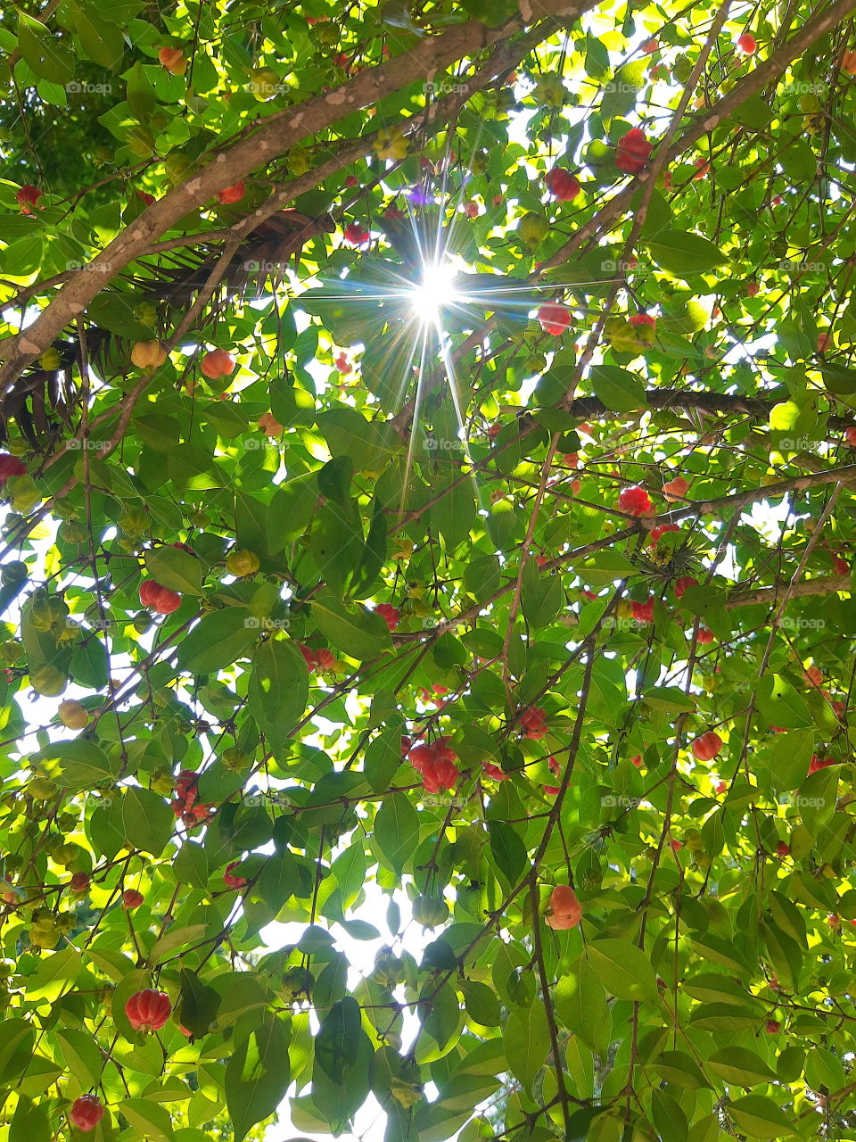 Brazilian fruit tree
