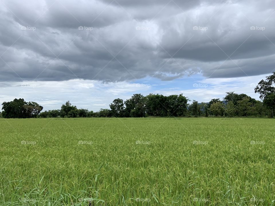 Rice field around everywhere.