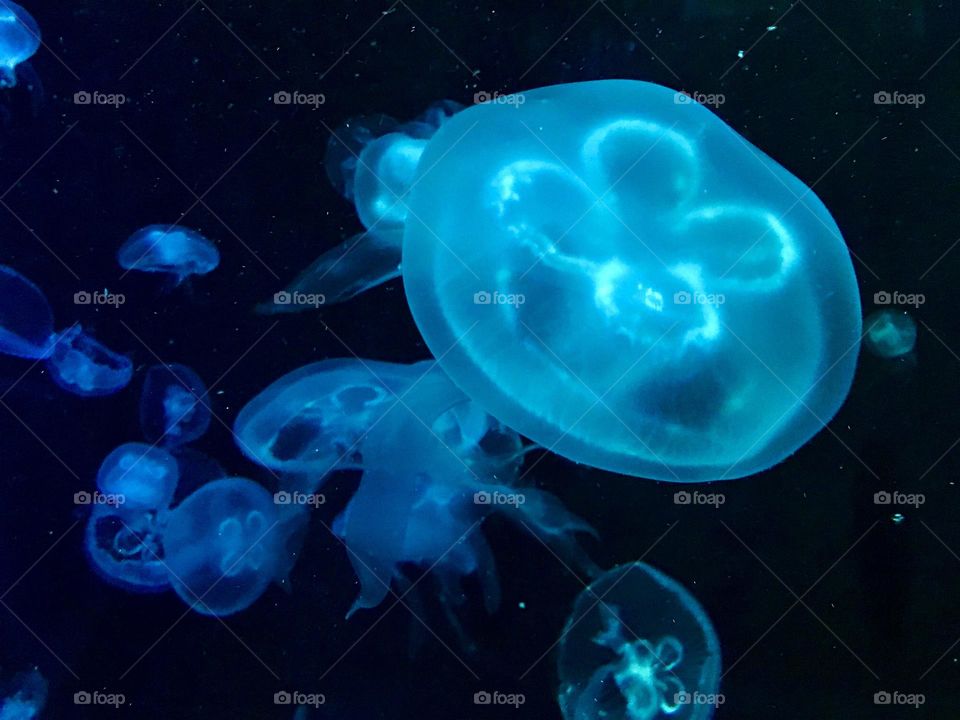 Beautiful shape of a jellyfish, circle shape 