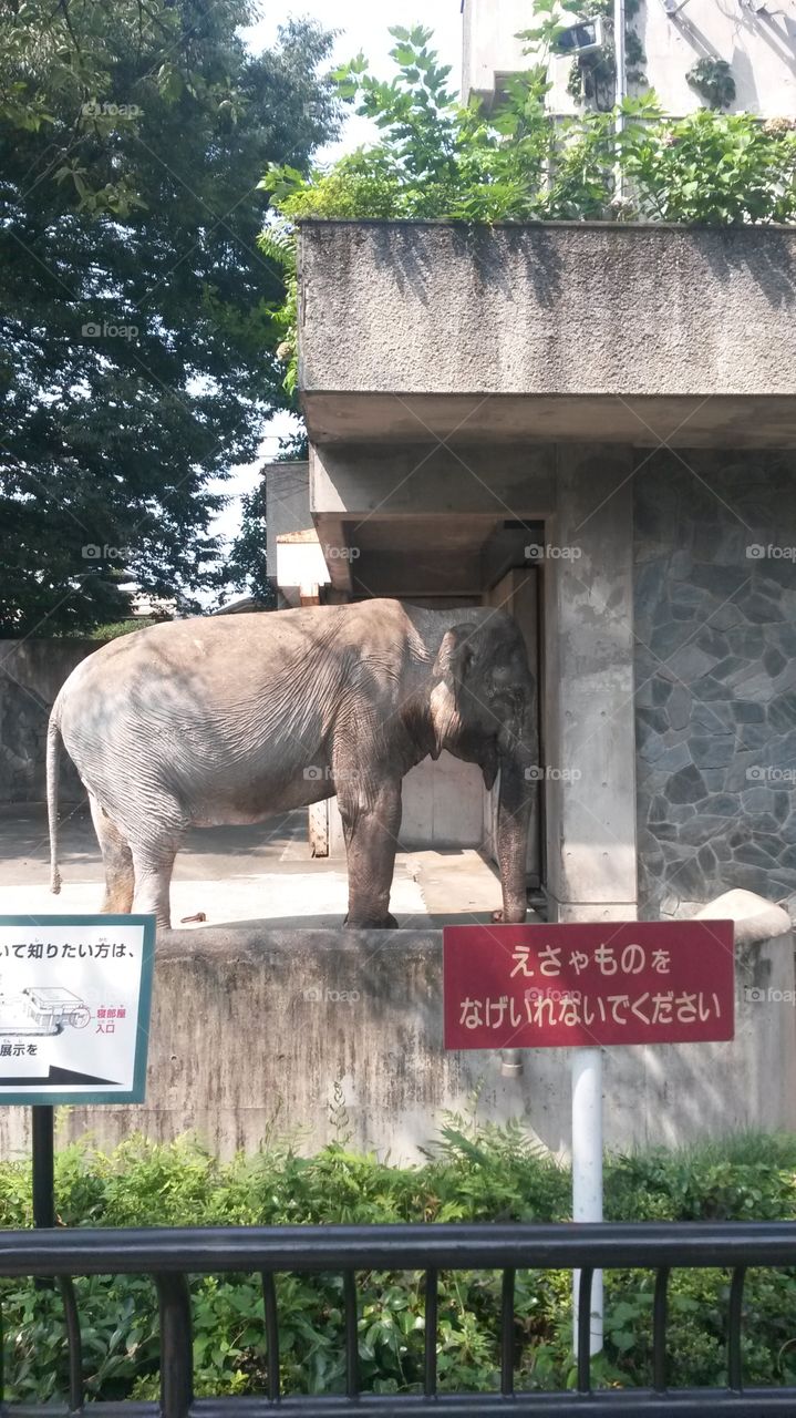 Elephant. ueno zoo