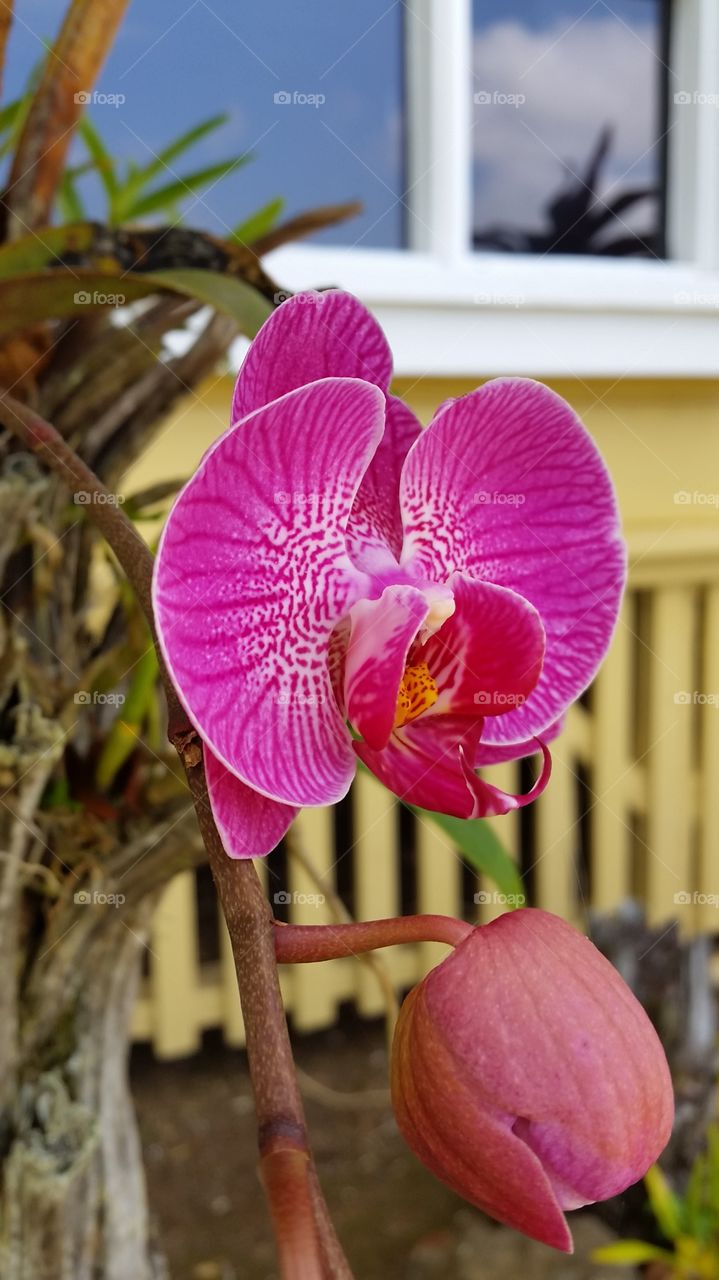 Hawaiian orchid