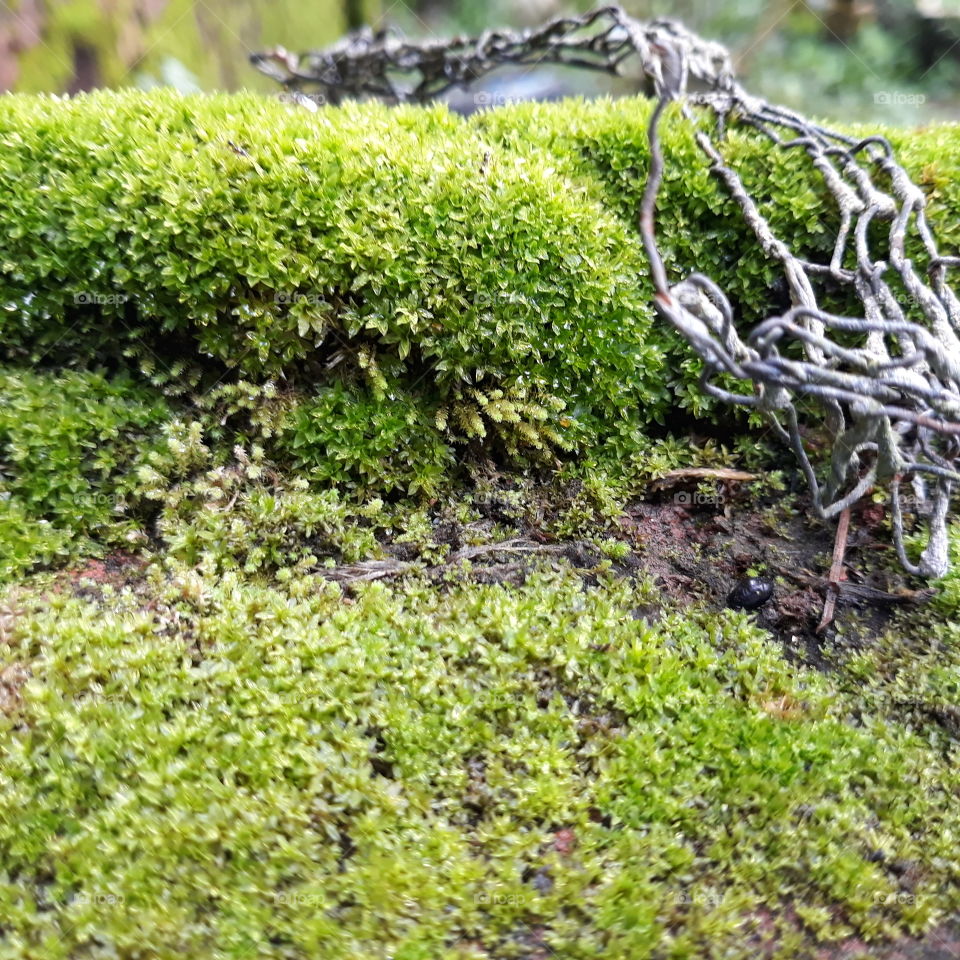 Greeny Moss