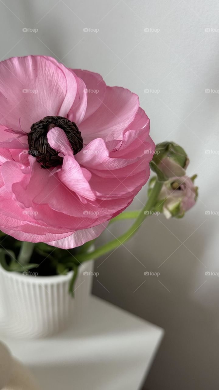 Pink flower