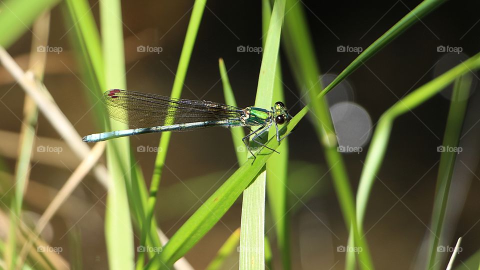 A dragonfly