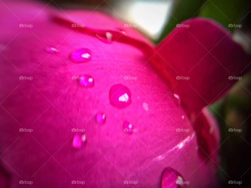 Raindrop on a peony