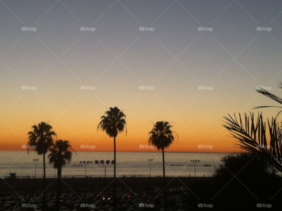 Sunset palm trees Santa Monica