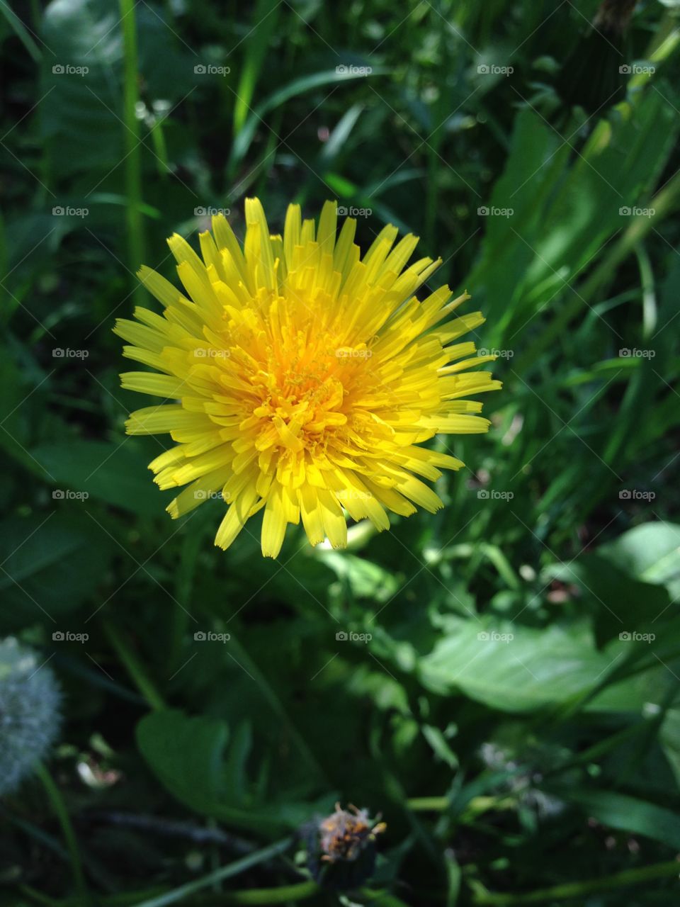 Weeds are flowers too, once you get to know them.