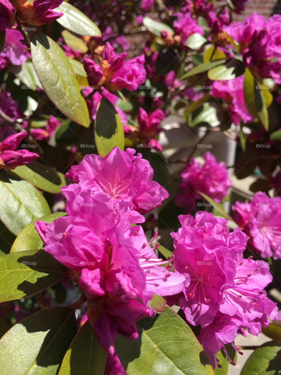 Rhododendron or azalea