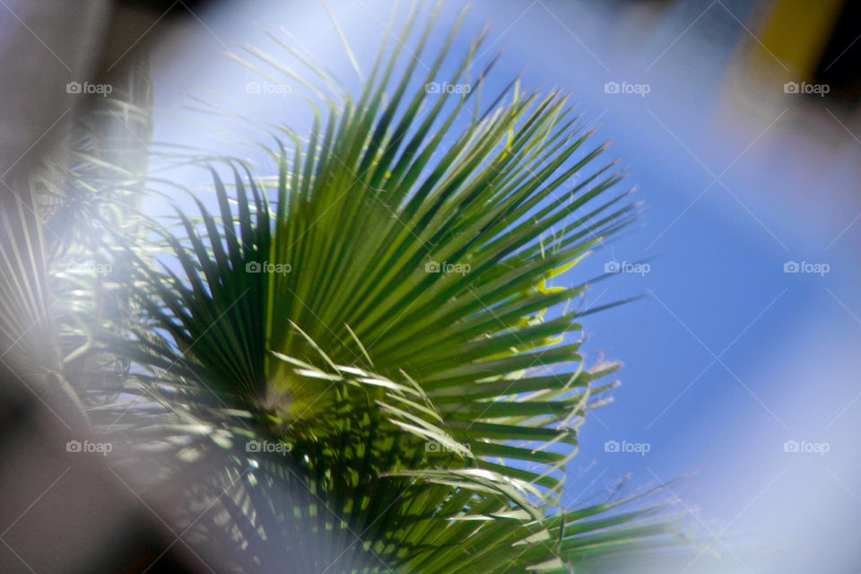 nature tree palm leaf by mrgrunert