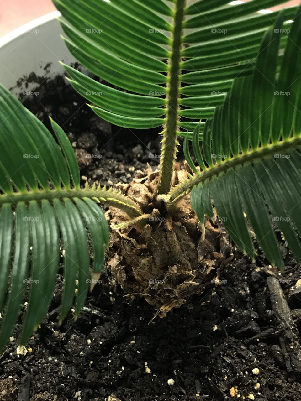 Close-up palm nut plant
