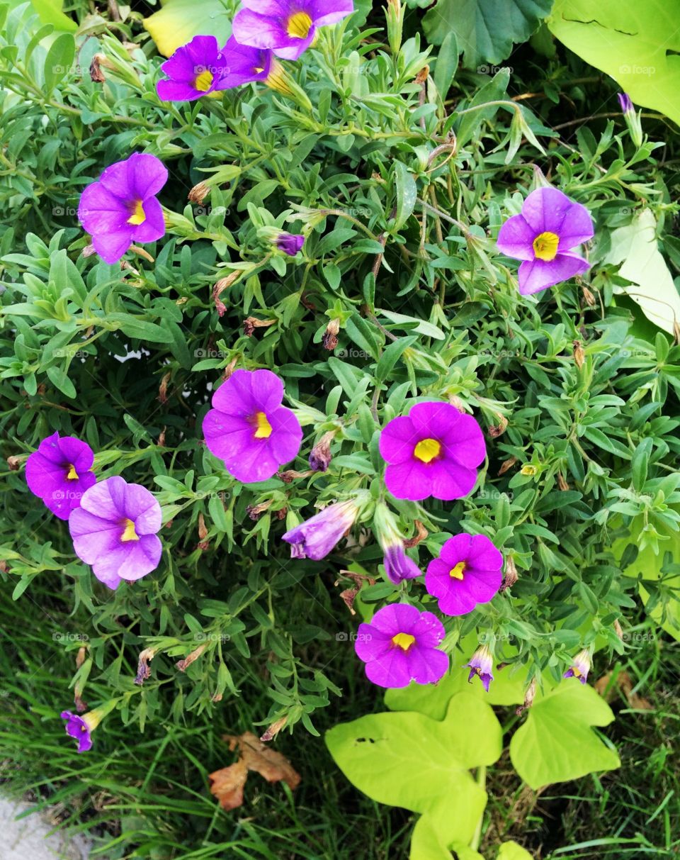 Purple flowers blooming in garden