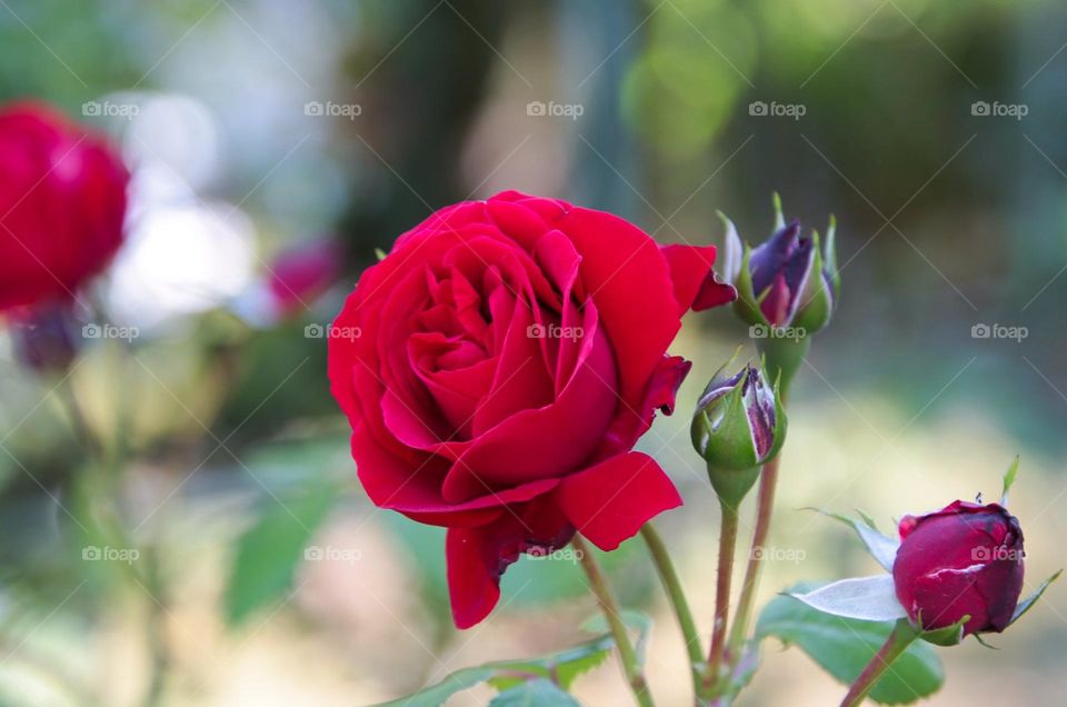 Roses bushes flowers