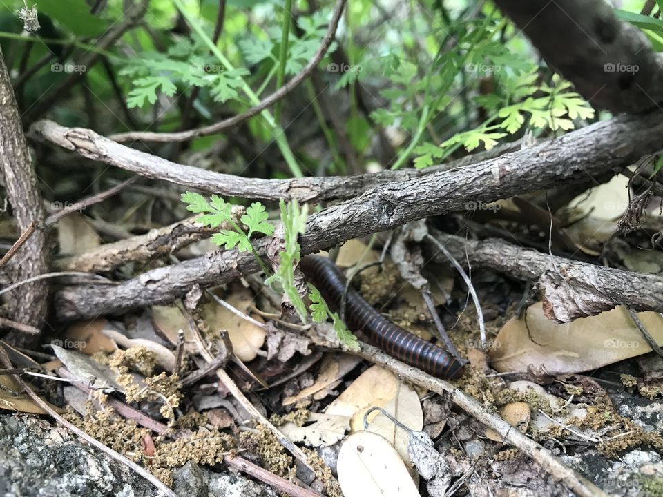 Centipede near cave at Enchanted Rock, Fredericksburg, Tx.