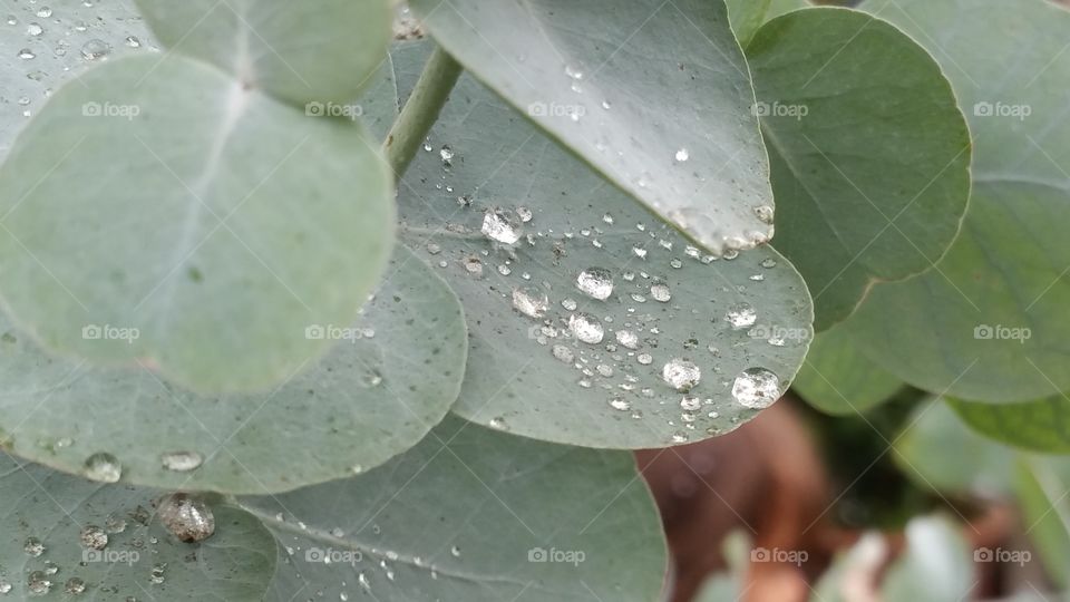 Leaf, Flora, Nature, Rain, H2 O