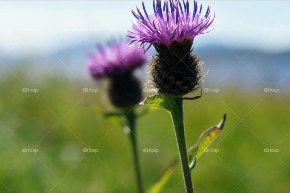 Thistles