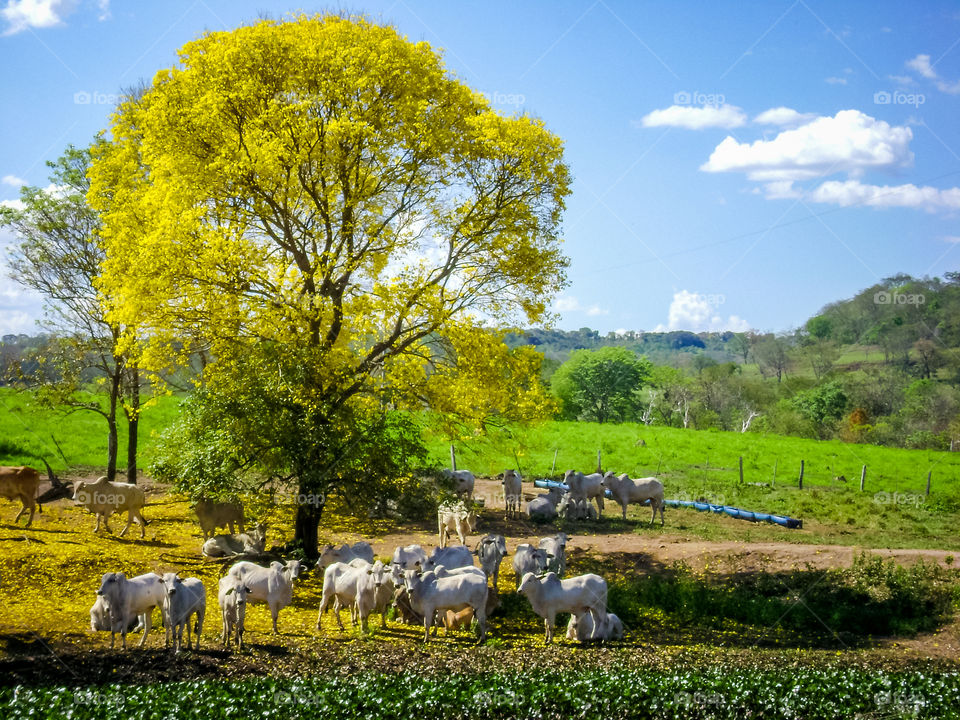 Tree with flowers and cattle in farm