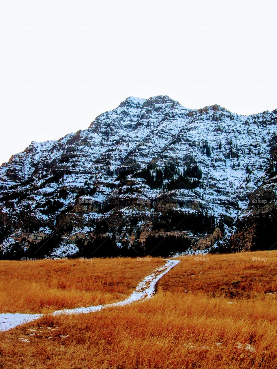 Cold Winter Scene in Yellowstone "Snow Covered Hills"