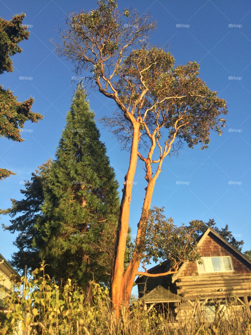 Arbutus at Crescent Beach 