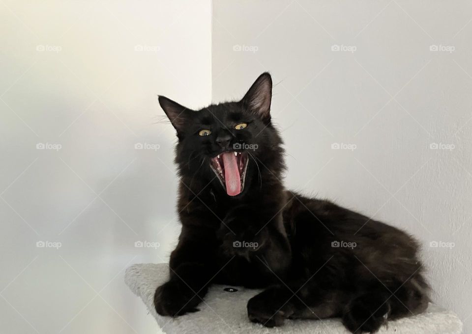 Gorgeous kitty, having a yawn! Looks like he could be manically laughing or maybe cackling. Or perhaps I’d just asked him to give me his best smile..,
