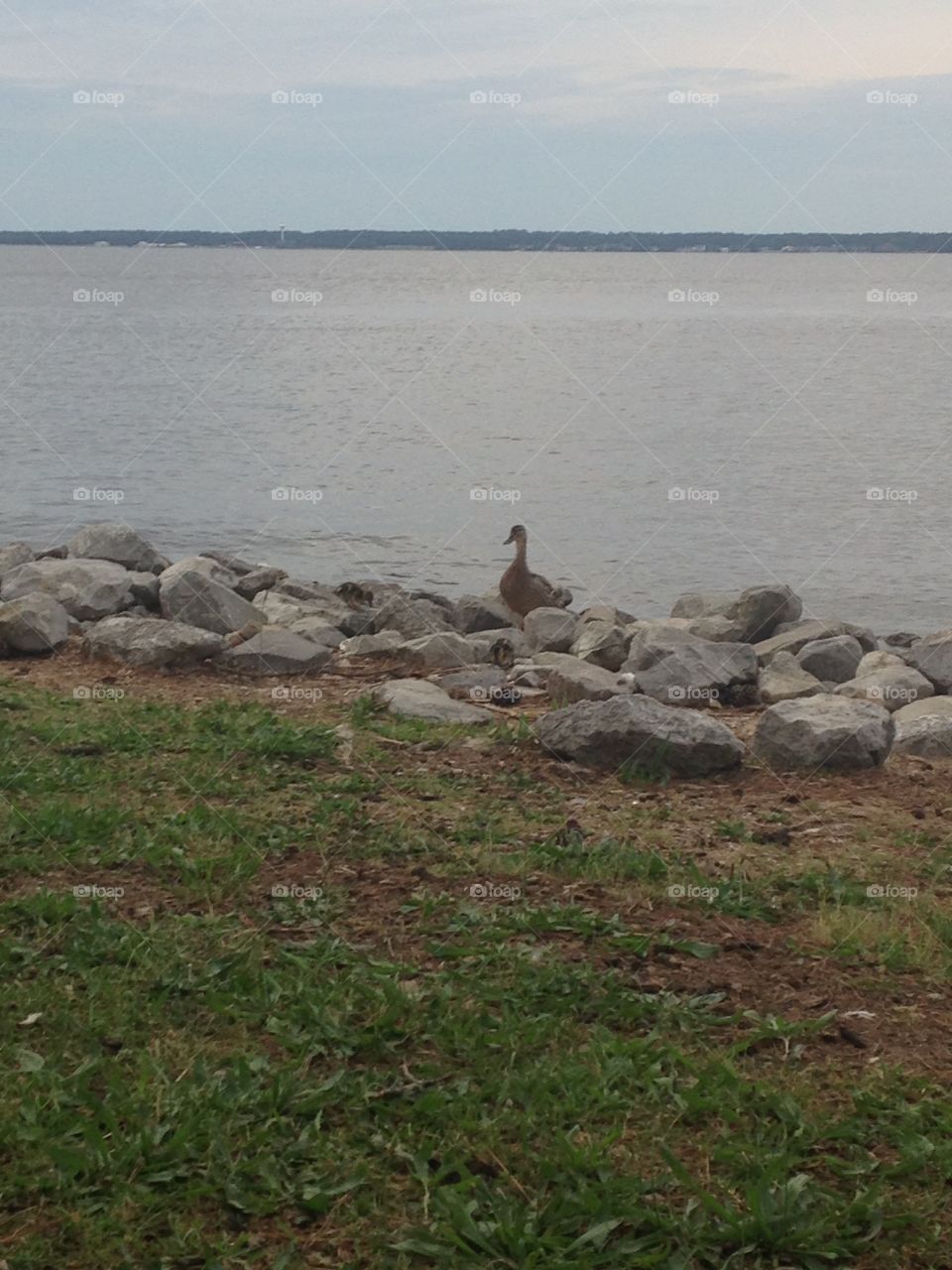 Duck on the rocks 