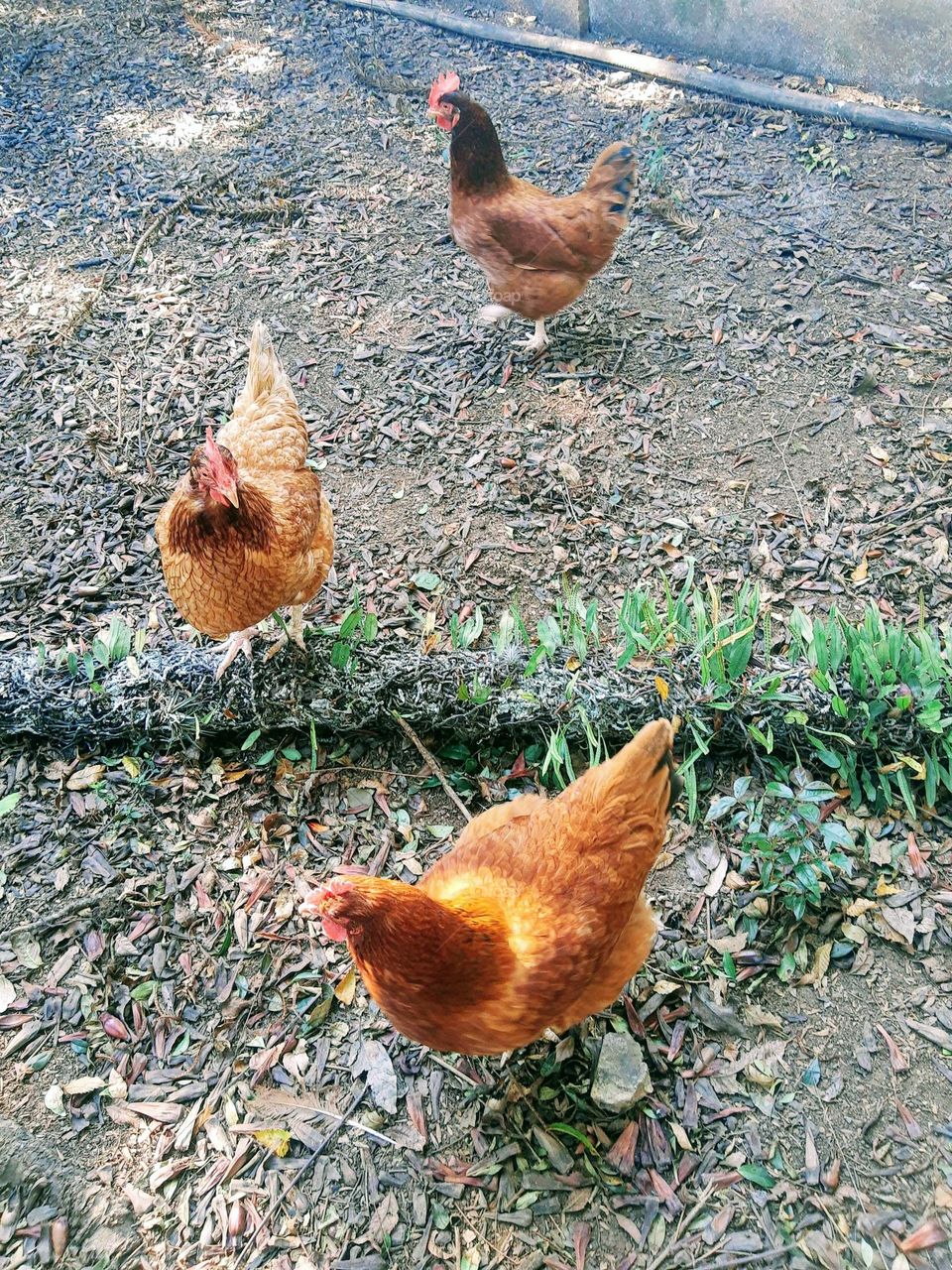hens in the backyard