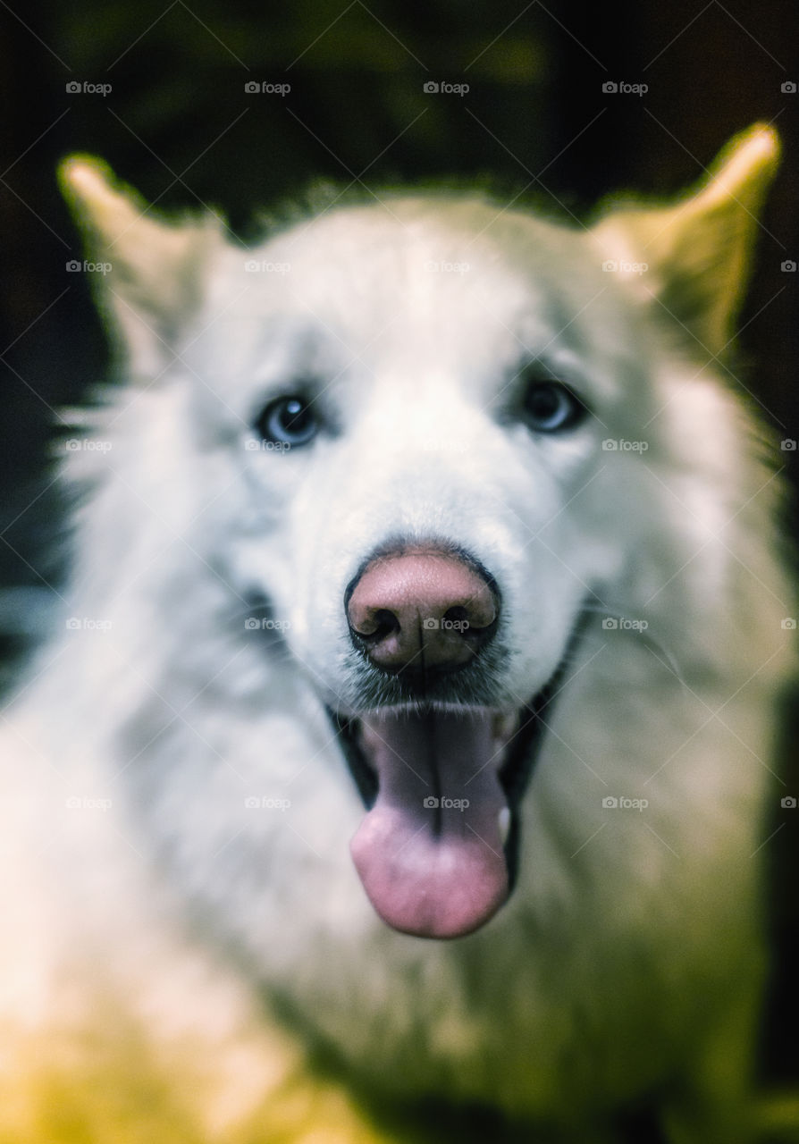 Husky