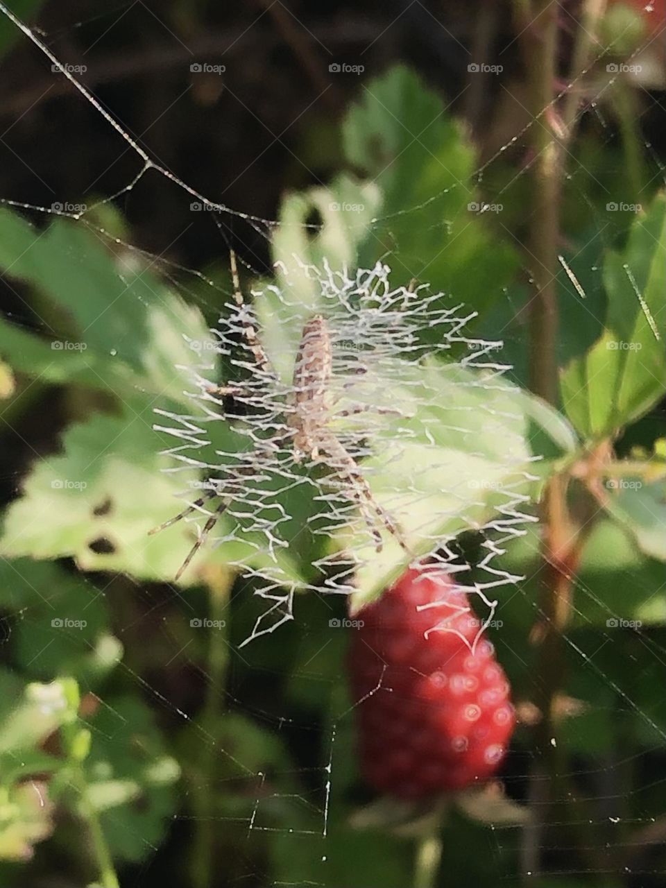 Picking dewberries this weekend to make jam, found this web but didn’t see the spider behind!!