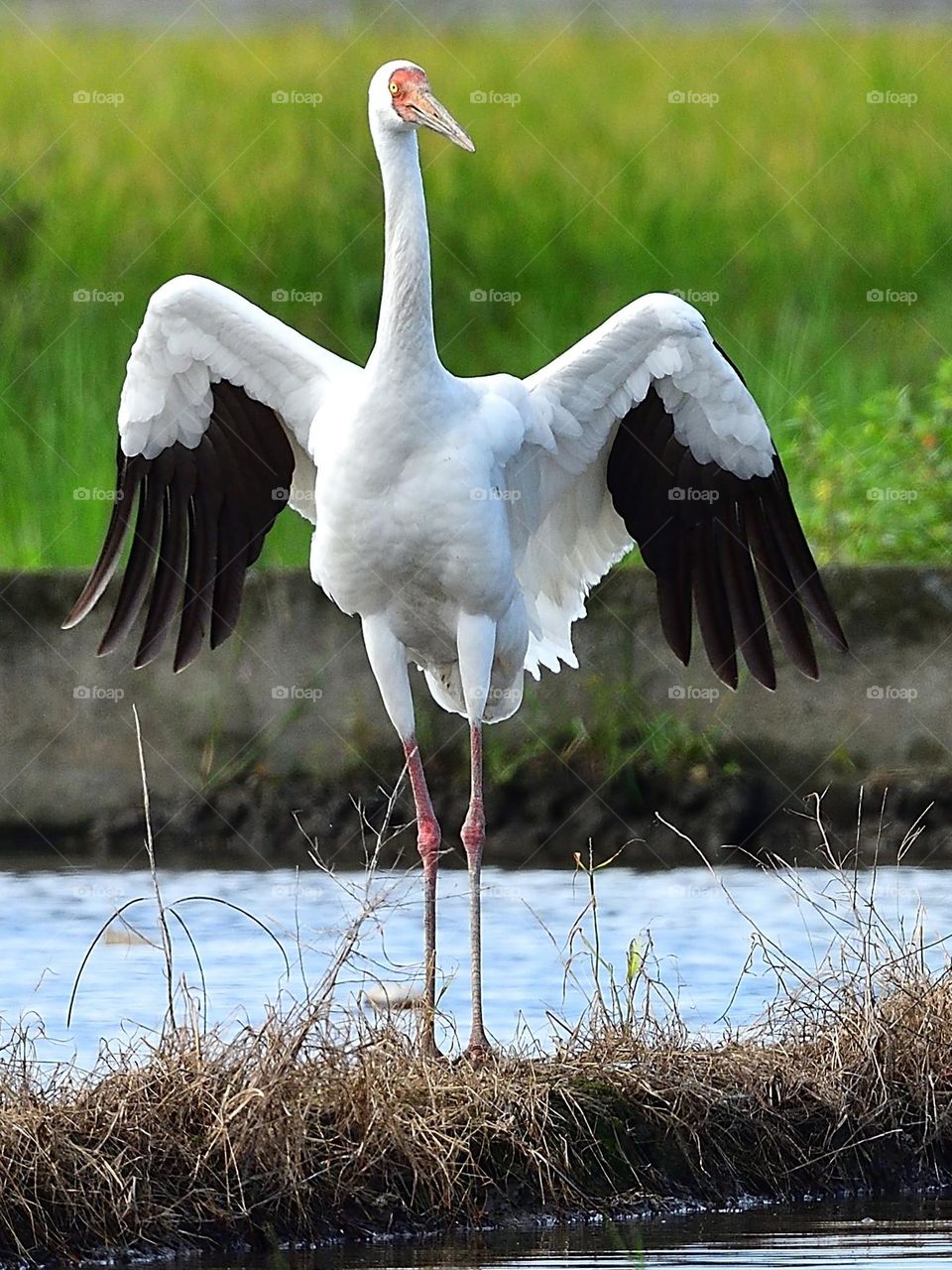 Beautiful and cute bird