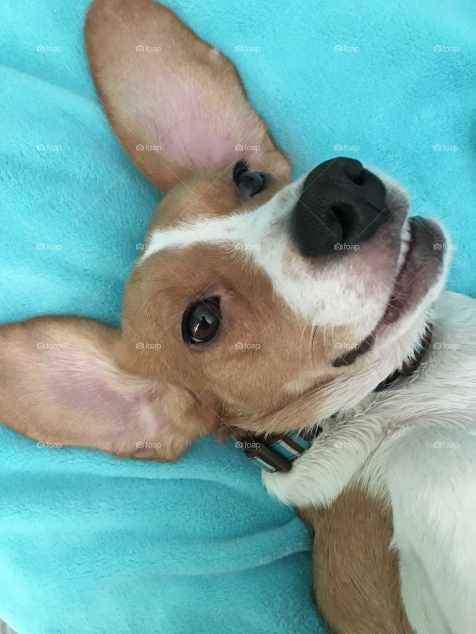 Silly beagle
