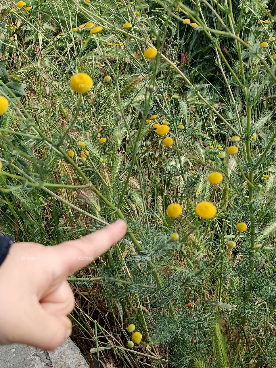 Hand and yellow flower