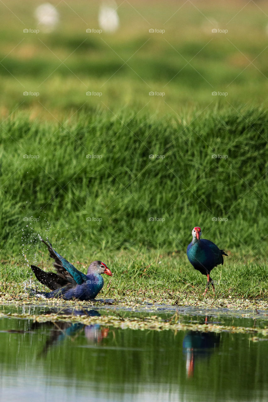 A beautiful story of two purple moorhen which is playing in the small pond in forest