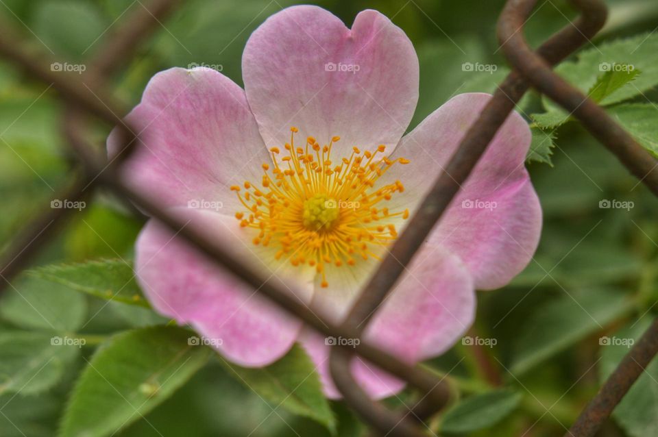 pink rosehip flower behind the chain-link fence
