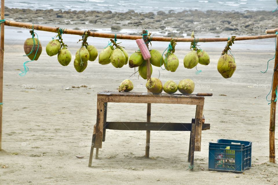 Bunch of Coconuts are hanging for selling on sea-beach , a nice view ! 