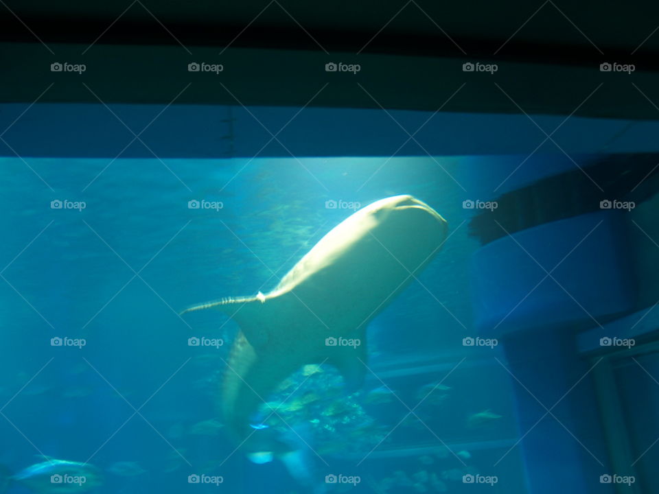 Whale shark in Osaka aquarium