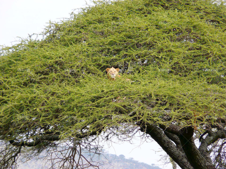 tree lion africa king by sgkraus