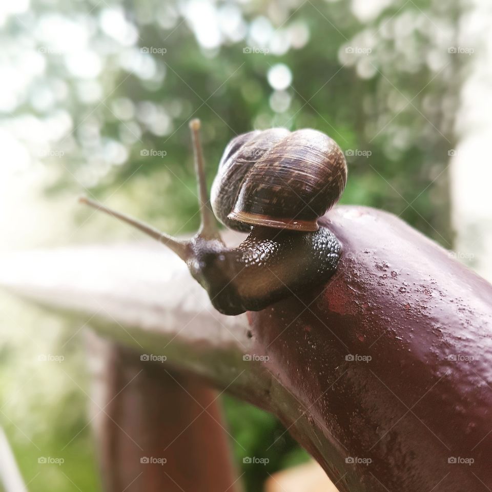 Running snail