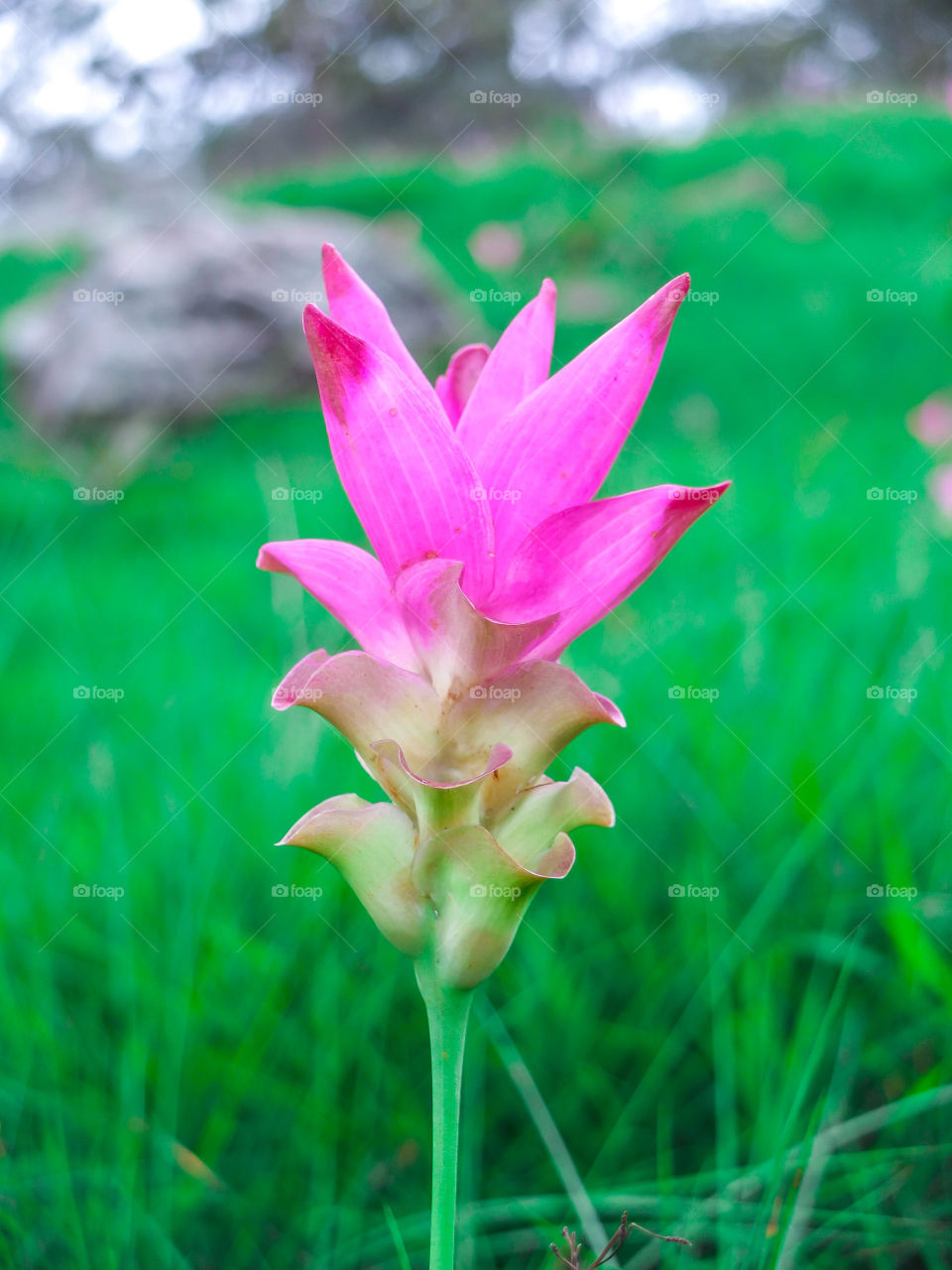 Siam Tulip at Chaiyapoom Thailand.