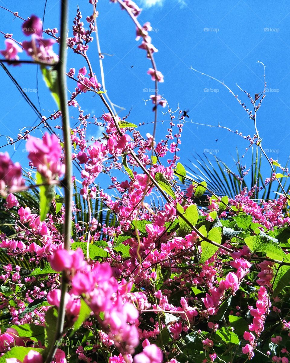 bees are busy with their honey.
