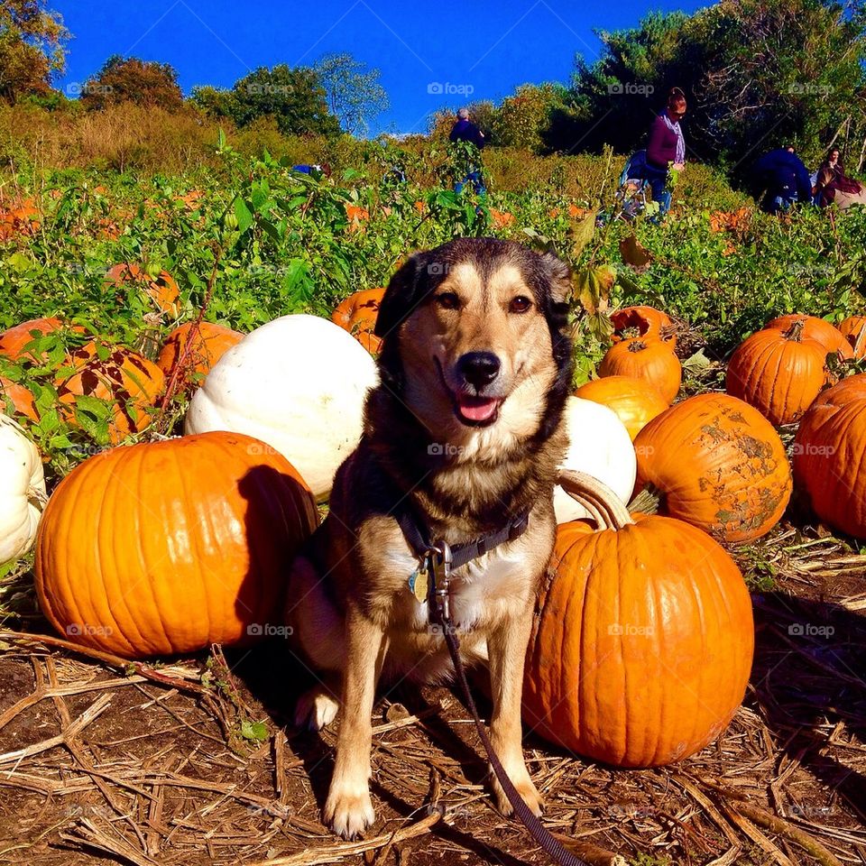 Pup at the pumpkin patch