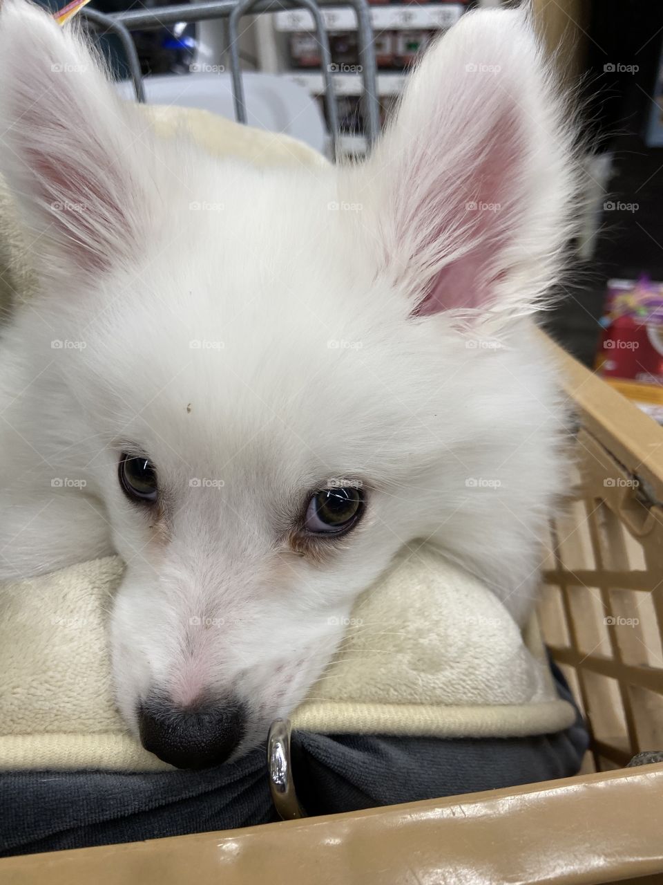 American Eskimo mix puppy