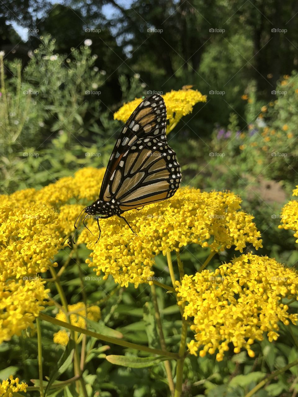 Monarch of McCrory Gardens
