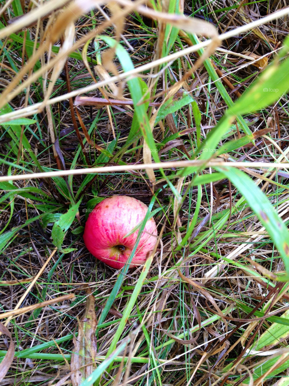 ground grass alone autumn by cabday