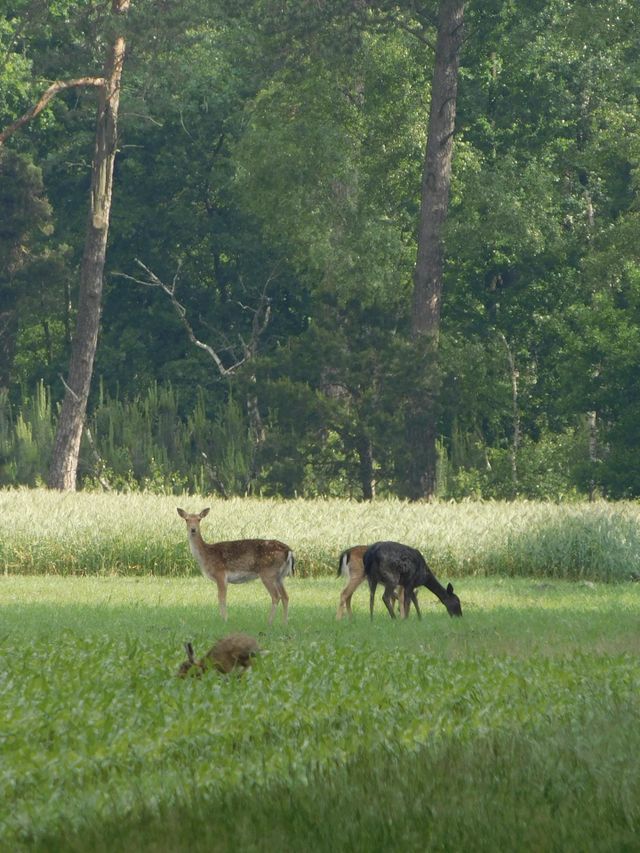 Deer and rabbit 