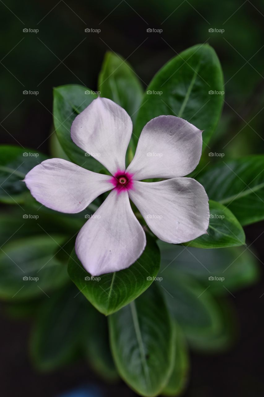 Top view Catharanthus Roseus, Commonly known as the Madagascar