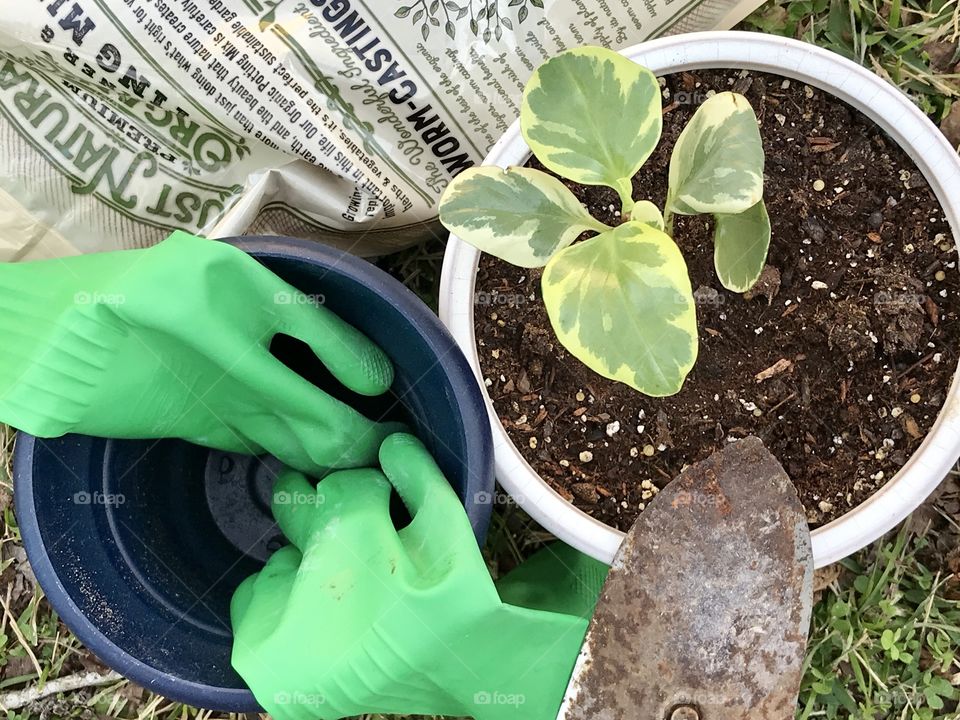 Green garden gloves, potting soil and a hand shovel. Repotting plants for spring. 