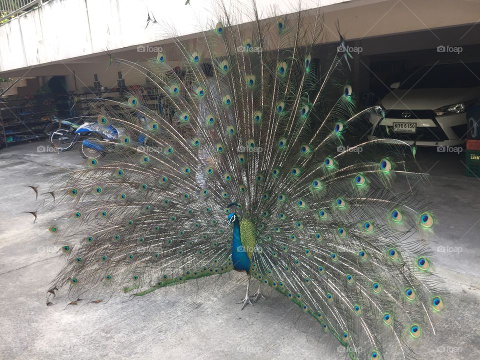 The peacock 