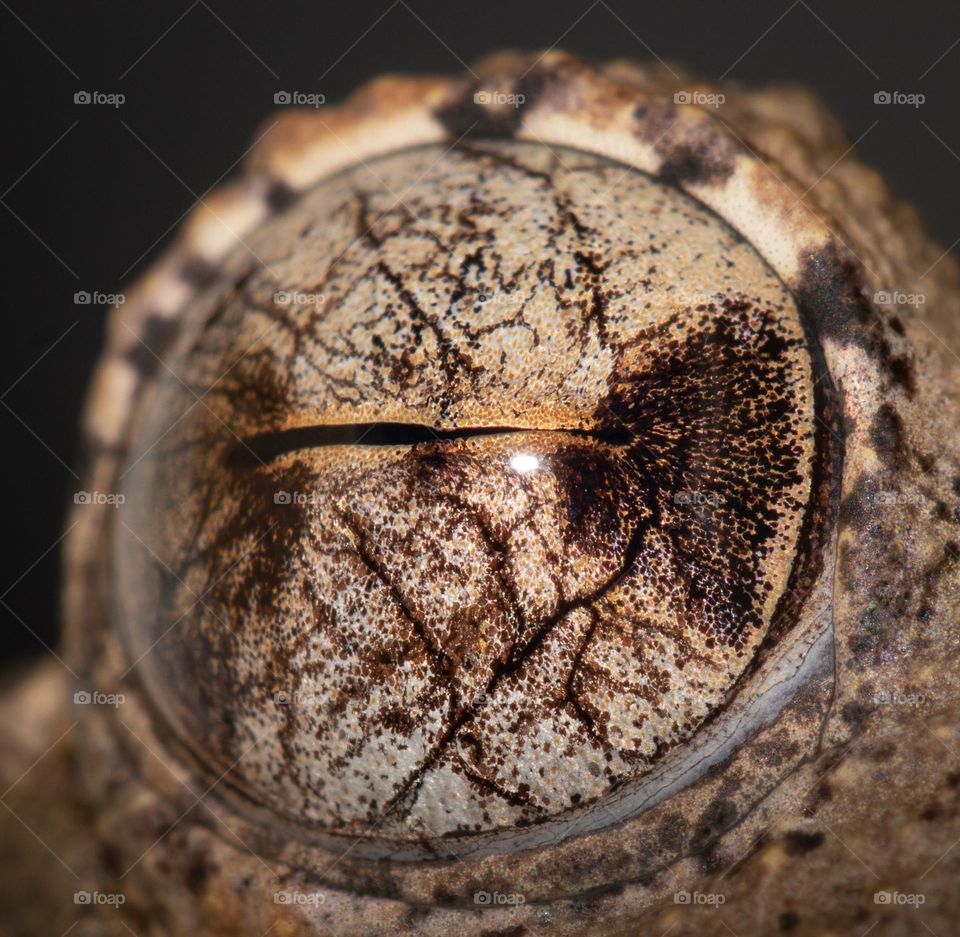 Frog's eye up-close and round